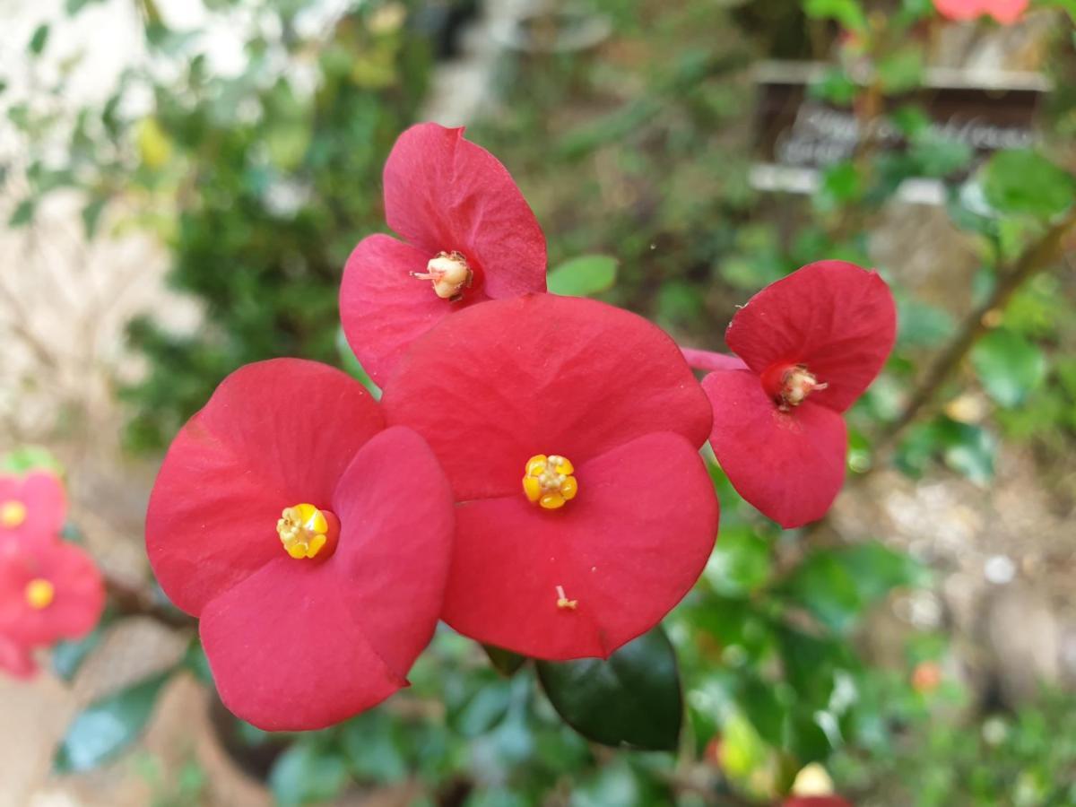 Amritham Holidays Homestay Trivandrum Thiruvananthapuram Bagian luar foto